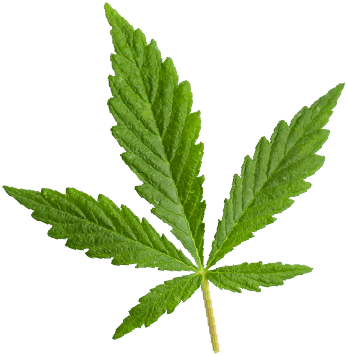 https://csc-vereinigung.de/wp-content/uploads/2018/12/marijuana_leaf.png