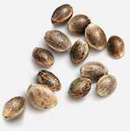 https://csc-vereinigung.de/wp-content/uploads/2018/12/marijuana_seeds.jpg