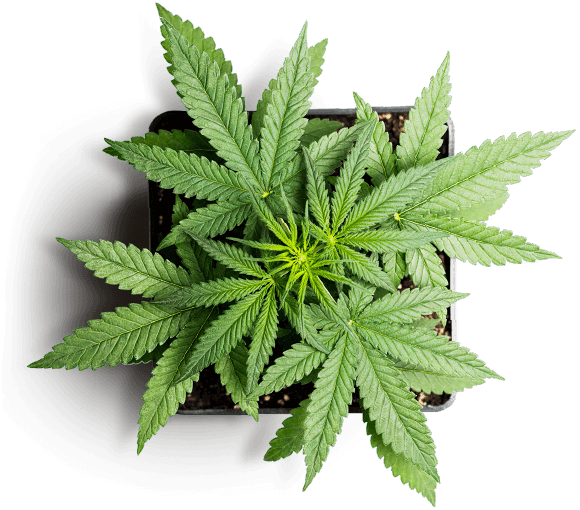 https://csc-vereinigung.de/wp-content/uploads/2019/01/slider_marijuana_01.png